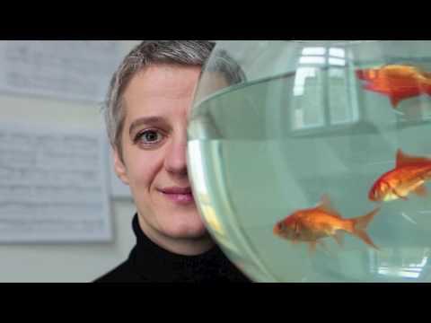 Preview image for the video "Petra Stump-Linshalm - CD Fantasy Studies".